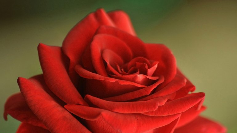 Turkmenistan Red Rose - National flower