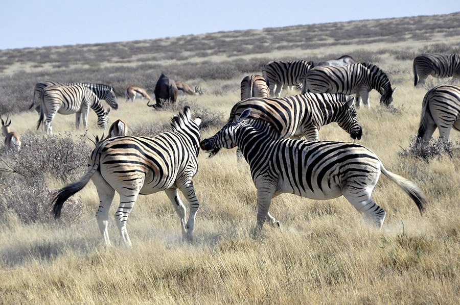 Two agitated zebras