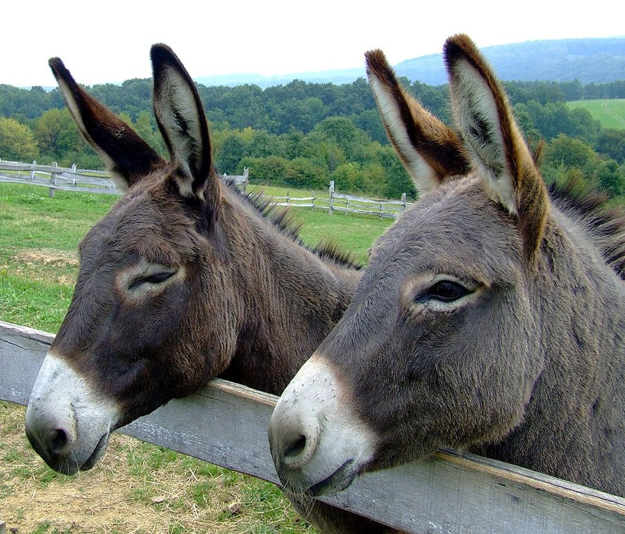 Two donkeys in a field