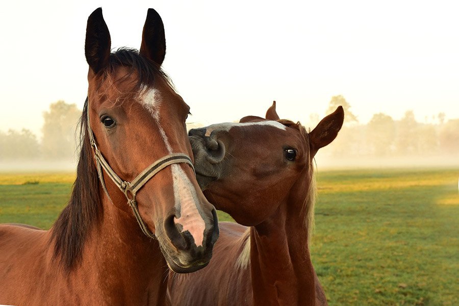 Two horses in a field