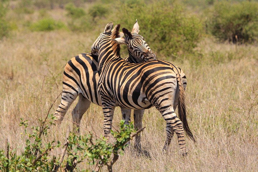 Two loving zebras