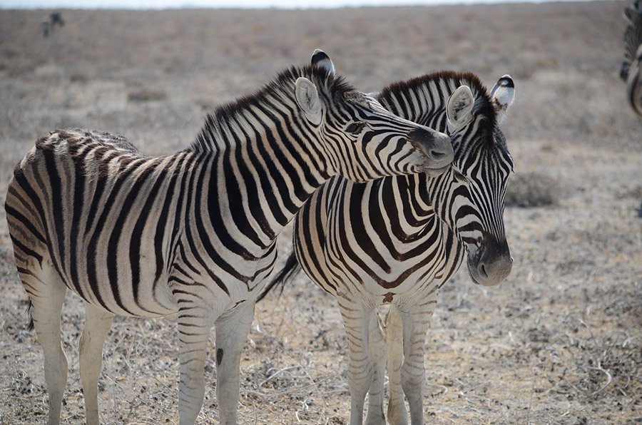 Two zebras interacting