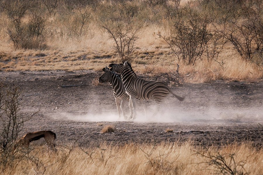 Two zebras playing and fighting