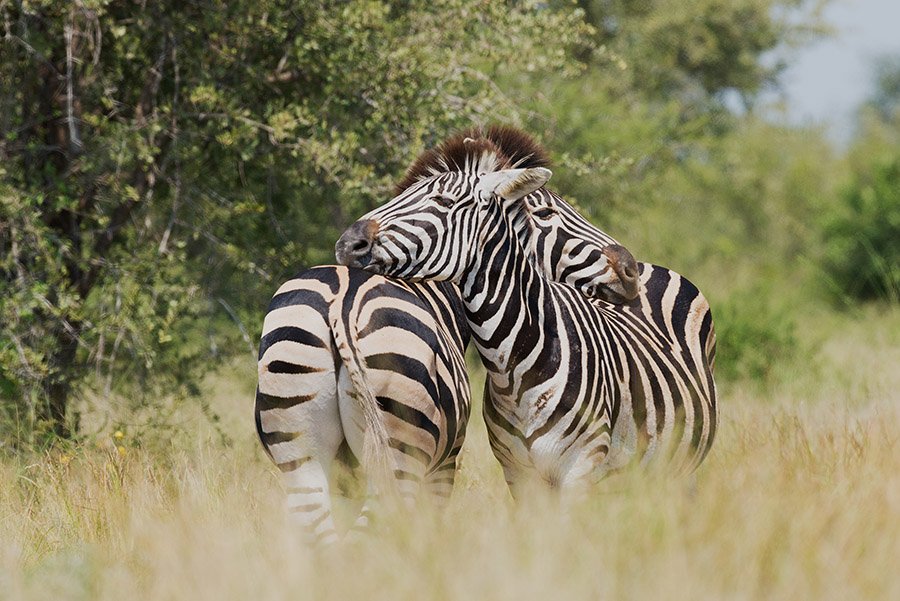 Two zebras resting