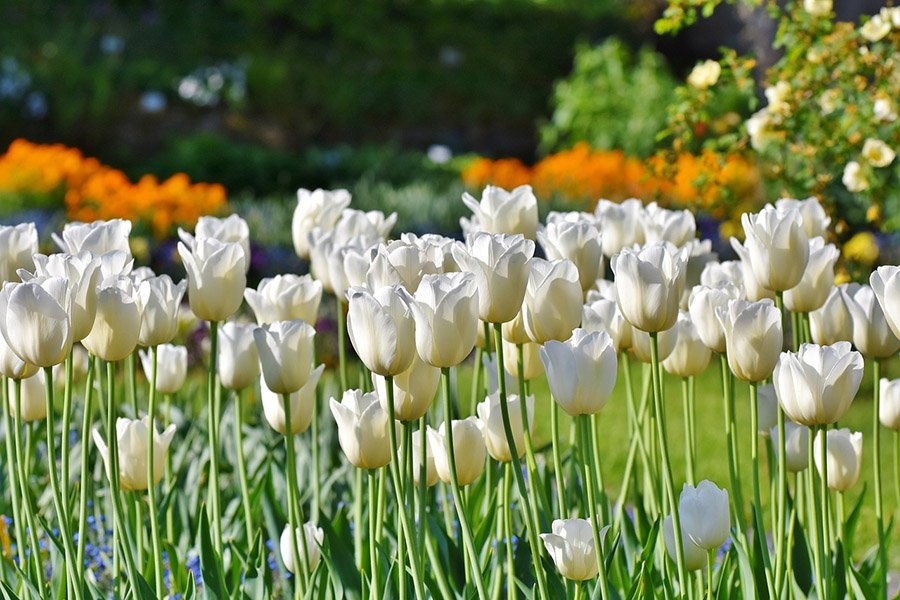 Uzbekistan Tulip