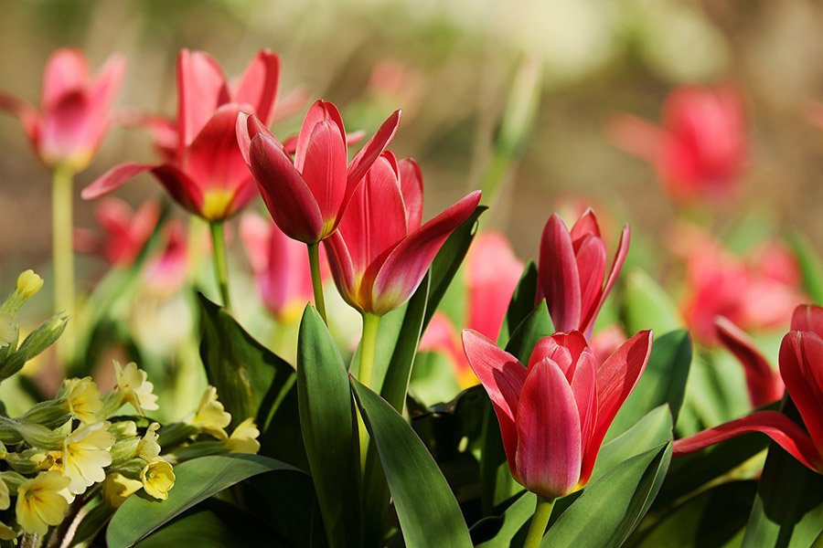 Uzbekistan Tulip