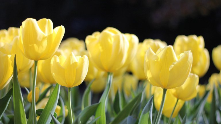 Uzbekistan Tulip - National flower