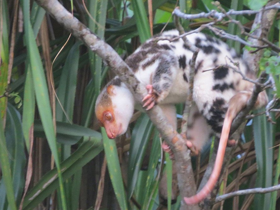 Waigeo Cuscus (Spilocuscus papuensis)