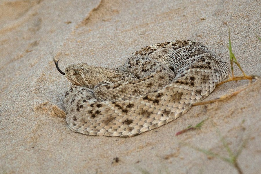 Western Diamondback Rattlesnake