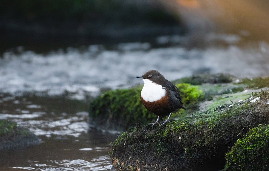 White-throated dipper