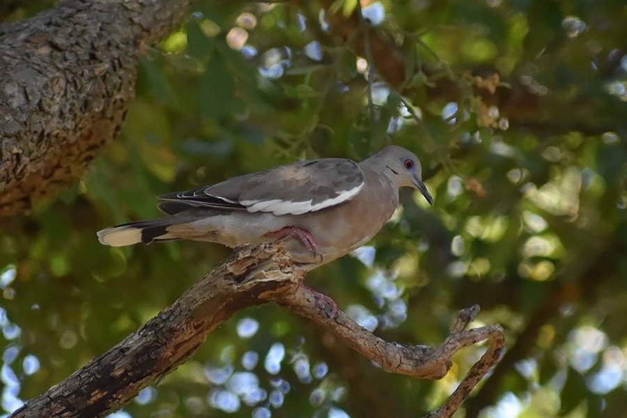 White-winged dove