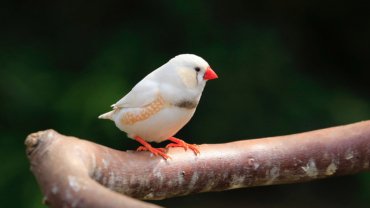 White zebra finch - Hero