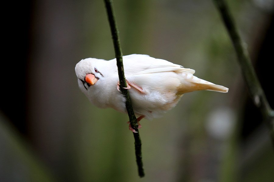 White zebra finch on a branch