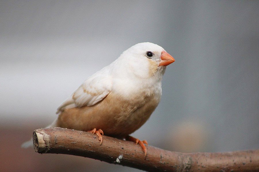 White zebra finch on a perch