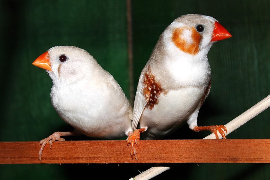 White zebra finches