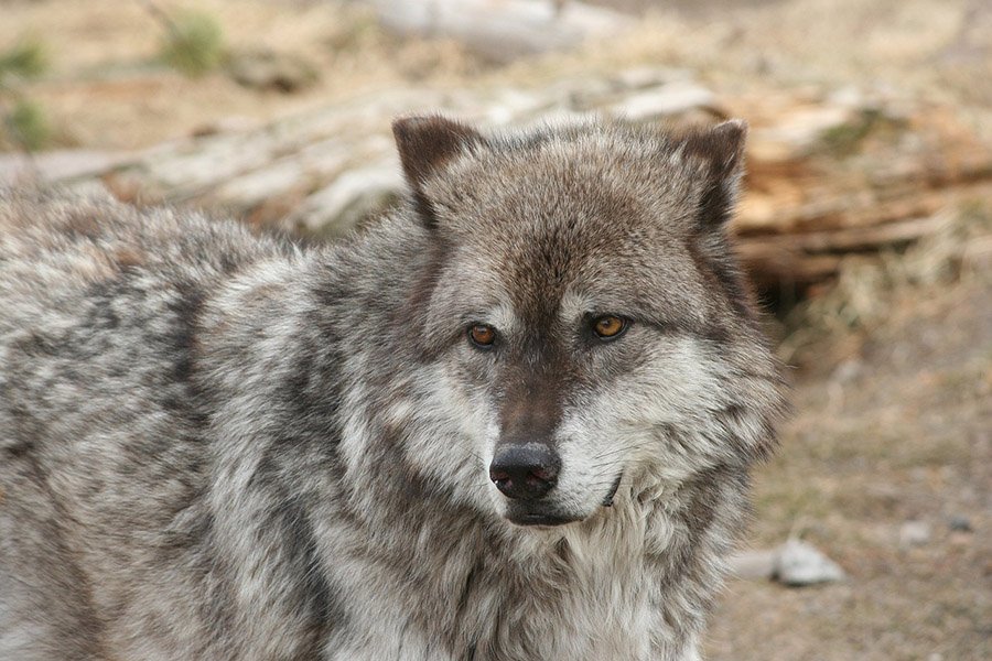 Wolf in Yellowstone