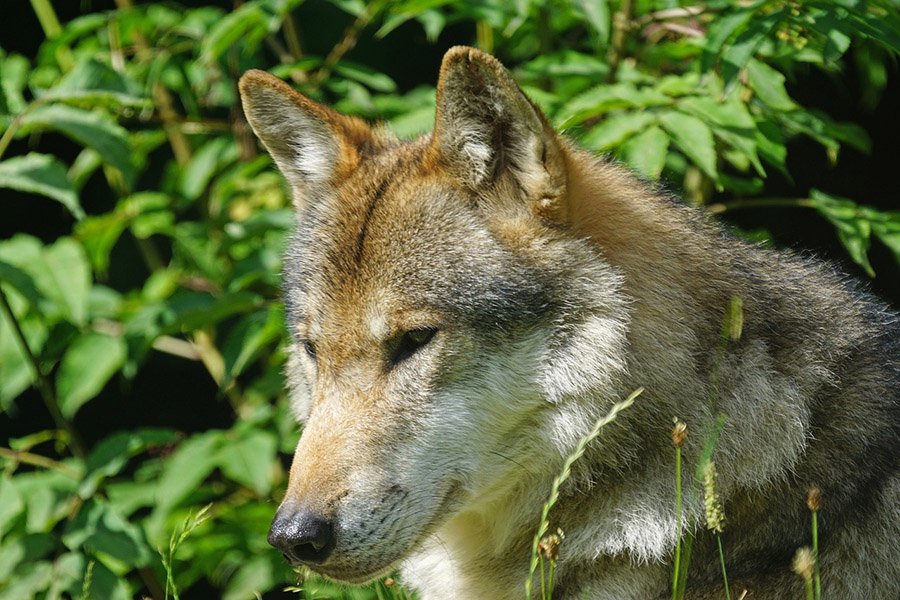 Wolf portrait in vegetation