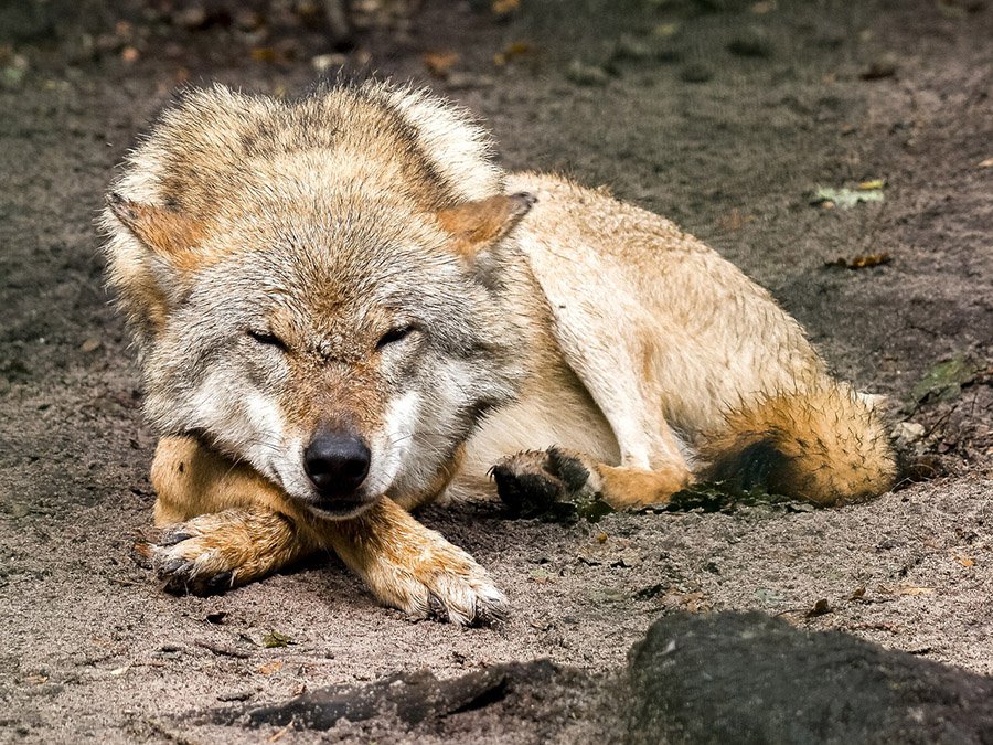 Wolf sleeping