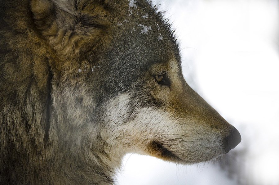 Wolf snowy face