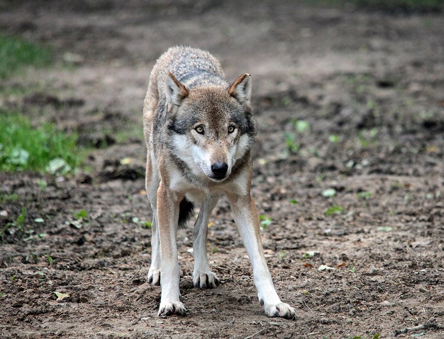 Wolf walking on dirt