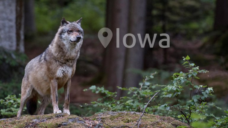 Wolves in Iowa - Hero