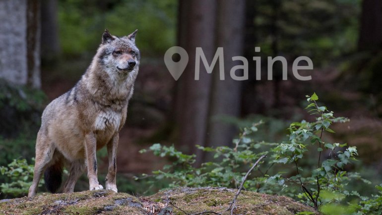 Wolves in Maine - Hero