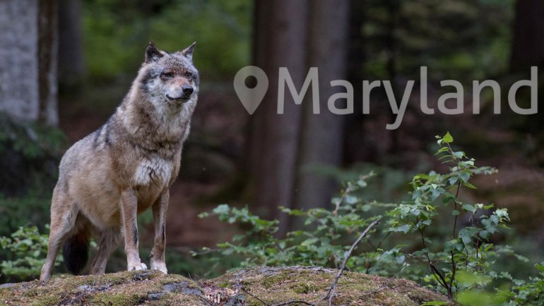 Wolves in Maryland - Hero