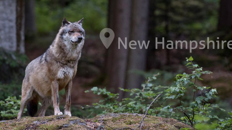 Wolves in New Hampshire - Hero