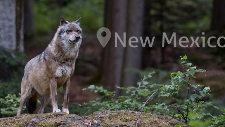 Wolves in New Mexico - Hero