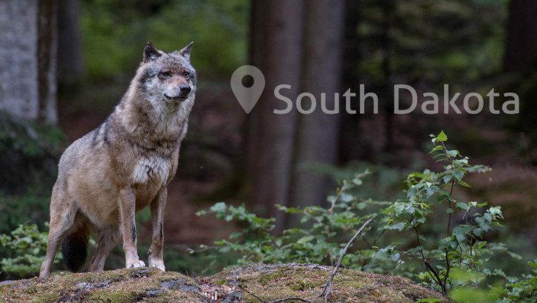 Wolves in South Dakota - Hero