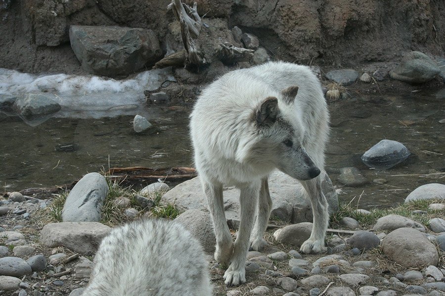 Wolves in Yellowstone