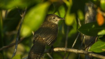 Zapata Wren fact sheet