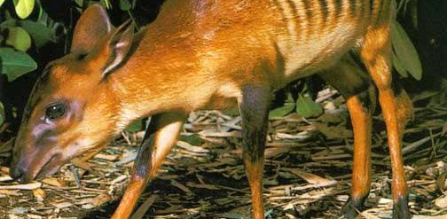 Zebra Duiker fact sheet