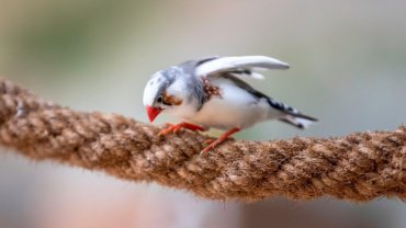 Zebra Finch Mutations - Hero