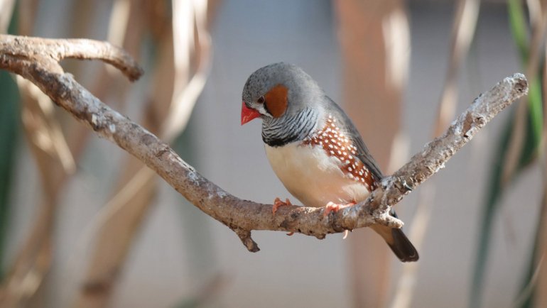 Zebra Finch fact sheet