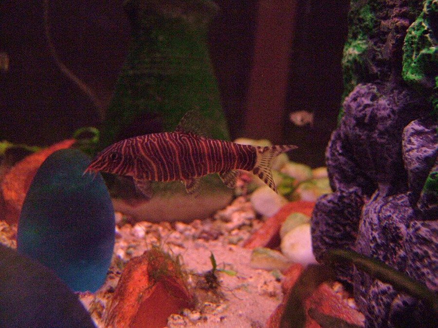 Zebra Loach