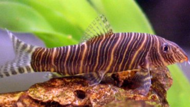 Zebra Loach fact sheet