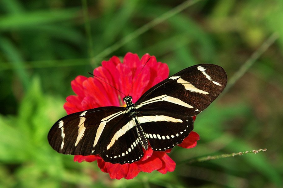 Zebra Longwing Butterfly