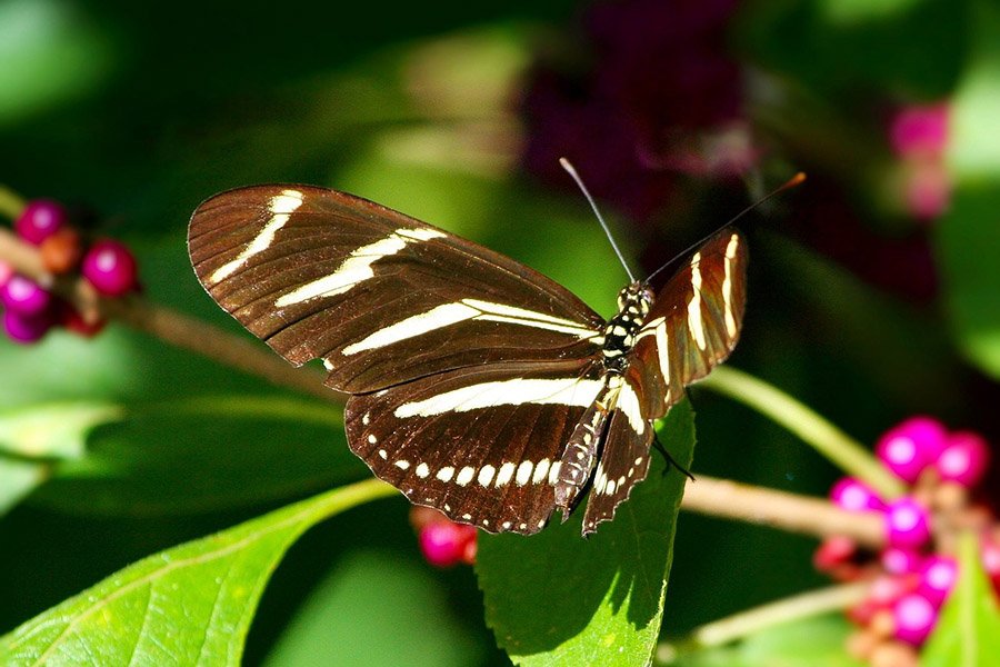 Zebra Longwing Butterfly