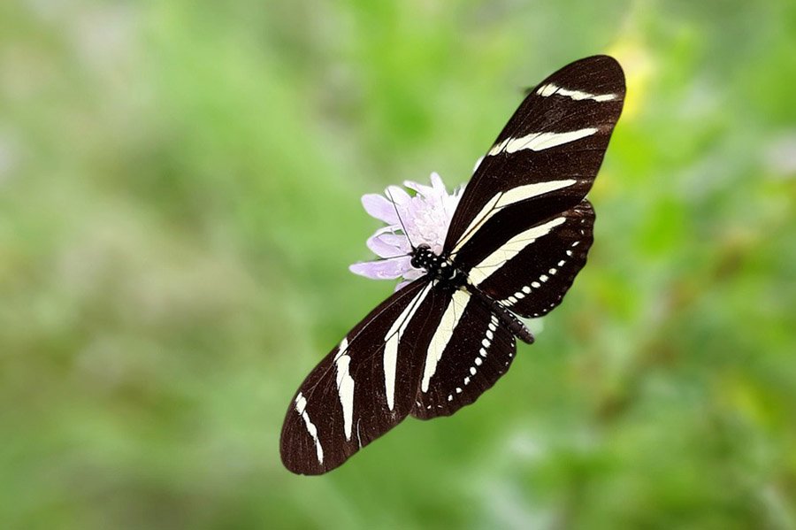 Zebra Longwing Butterfly