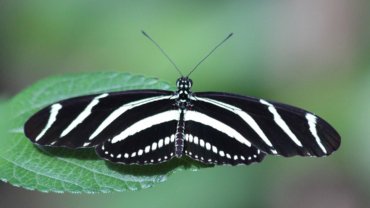 Zebra Longwing Butterfly fact sheet