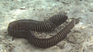 Zebra Moray fact sheet