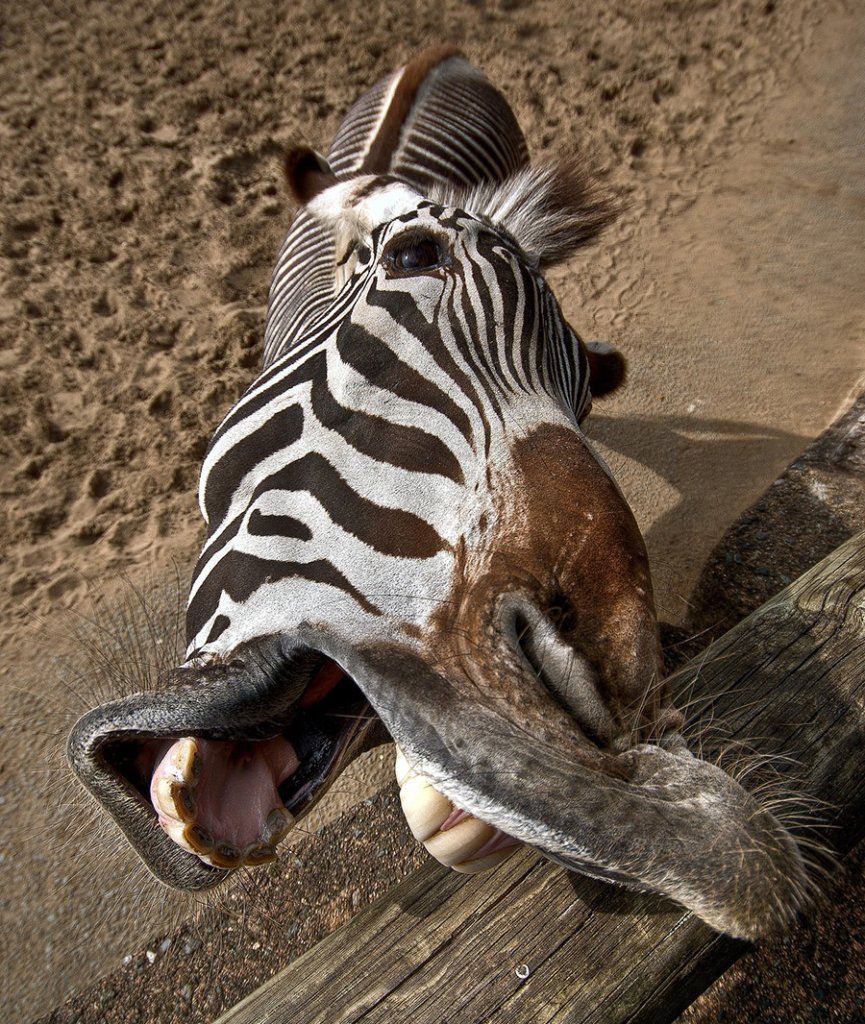 Zebra about to bite