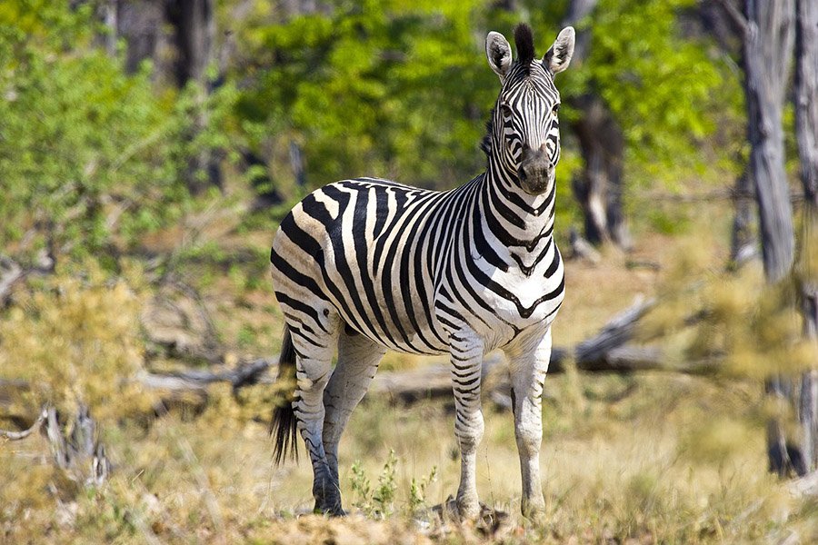 Zebra among trees