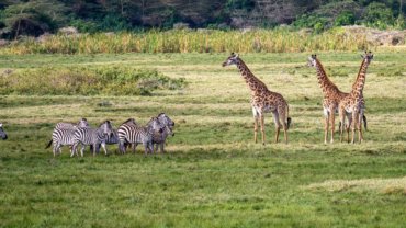 Zebra and giraffes - Hero