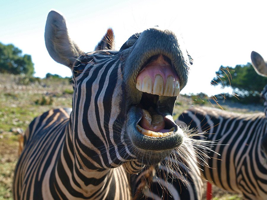 Zebra biting