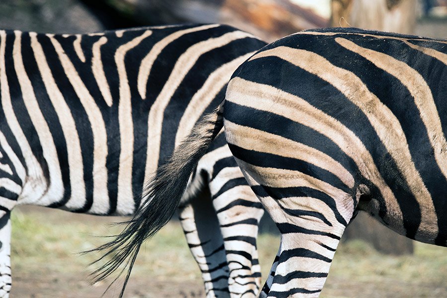 Zebra bodies and stripes