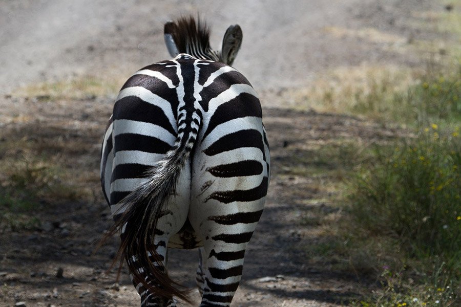 Zebra butt and tail