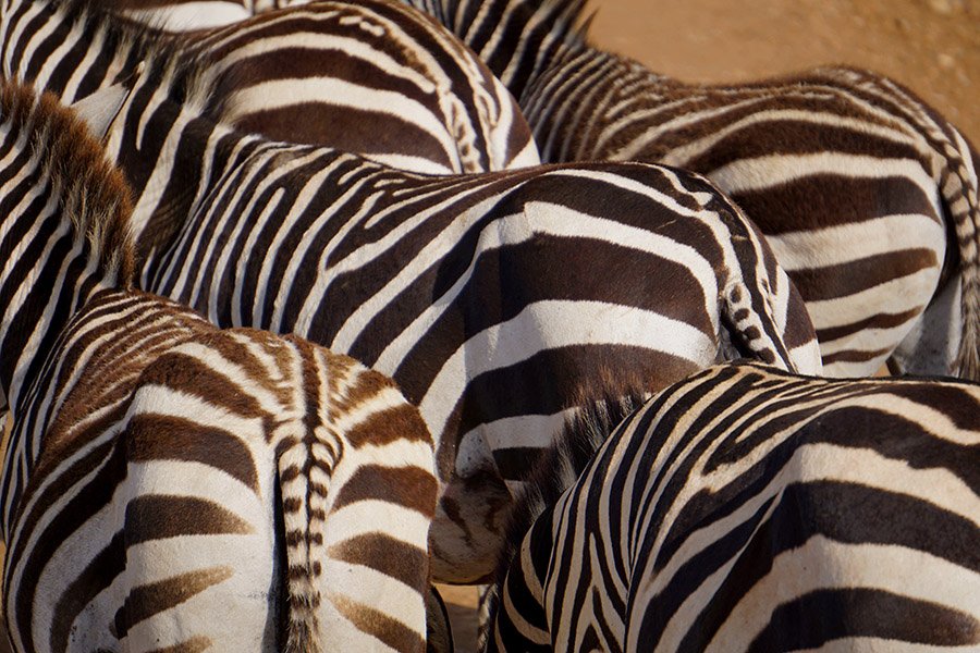 Zebra butts and stripes