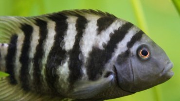 Zebra cichlid fact sheet